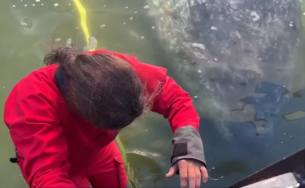 Forscherin auf dem Boot — Timmy Buckelwal Freilassung Skagerrak